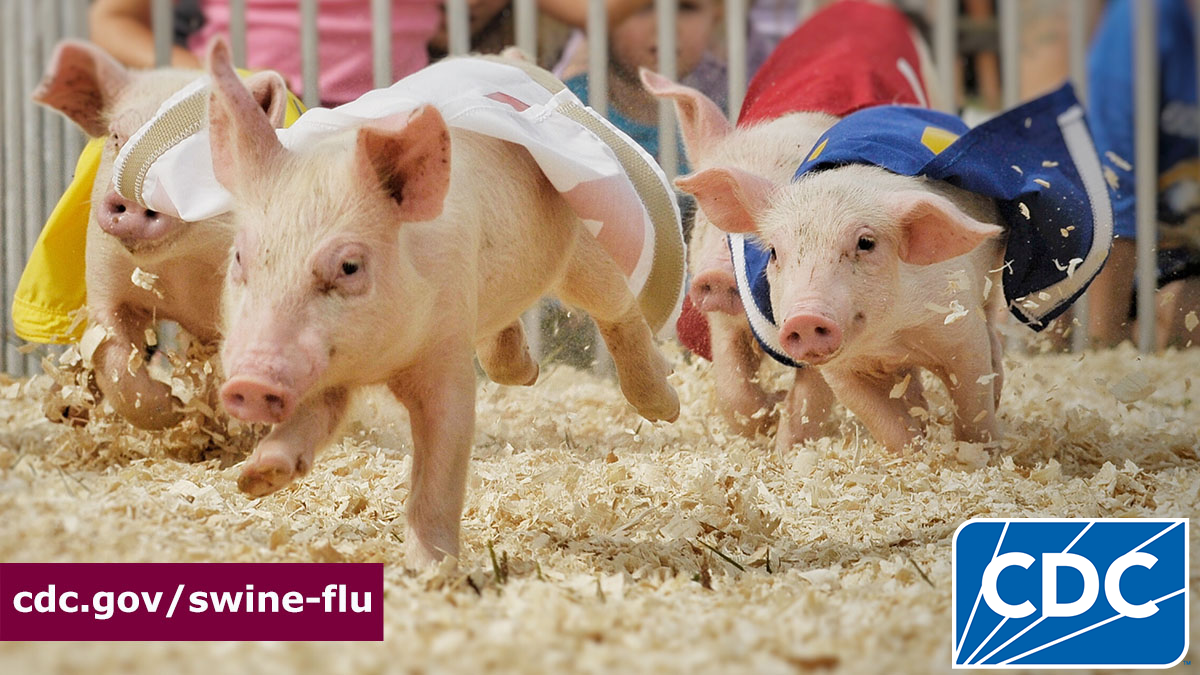 Pigs running at an agricultural fair