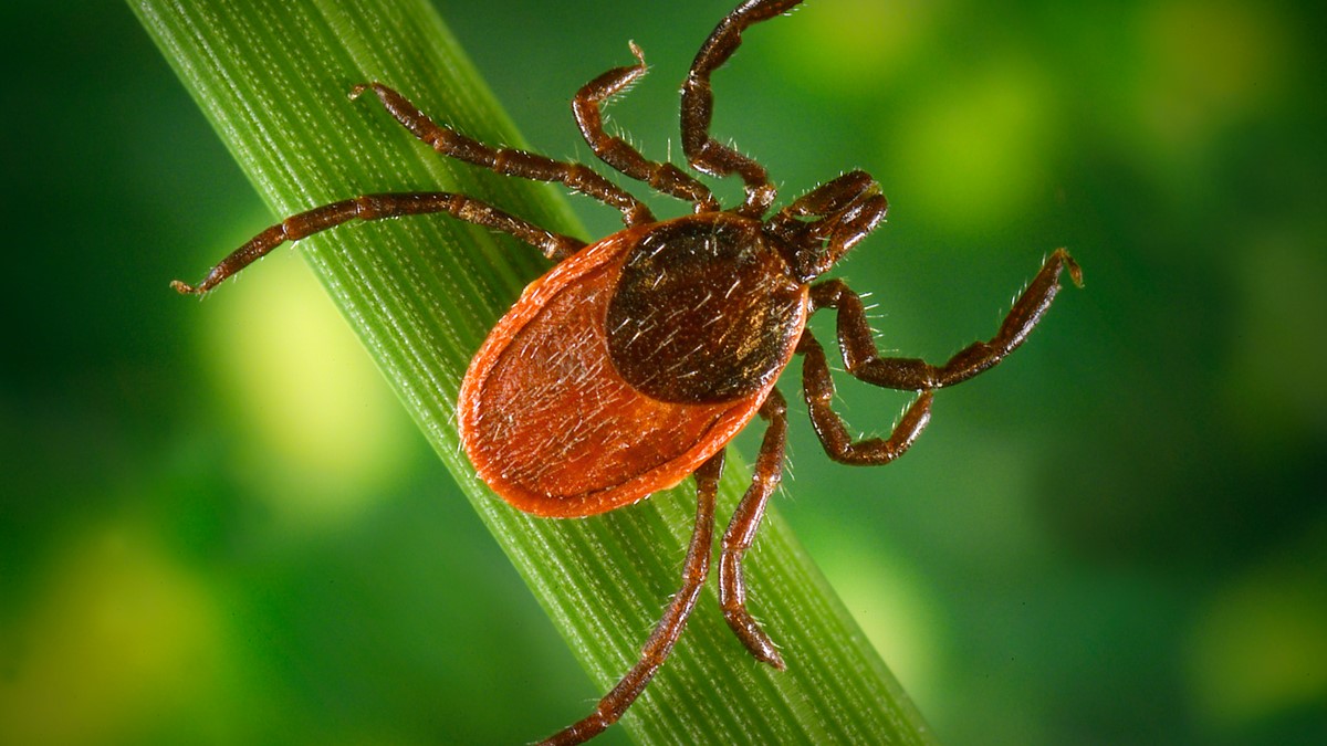 Closeup of a Ixodes pacificus tick.